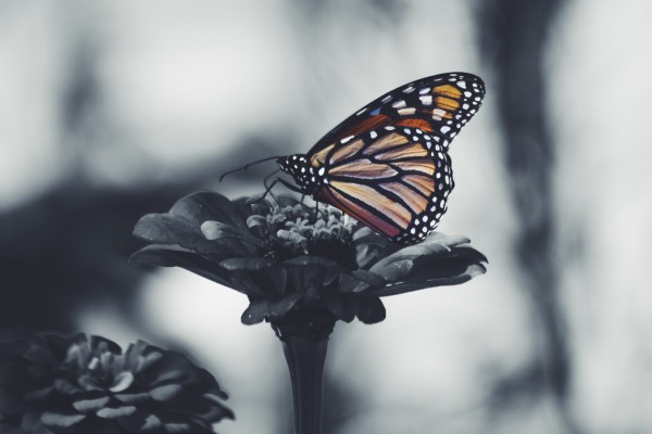 The Butterfly Comes Home