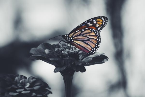 The Butterfly Comes Home